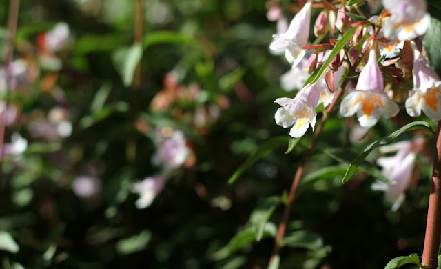 Abelia Parvifolia Flowers