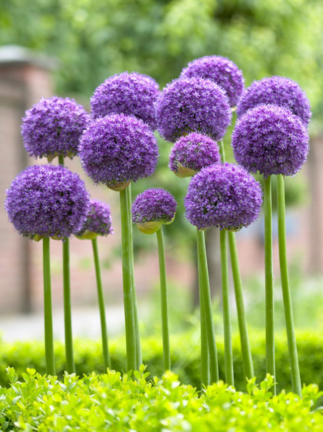 Allium