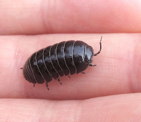 Armadillidium vulgare, the common pill-bug, missing one antenna, at High Elms Country Park. 14 April 2011.