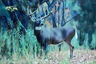 Deer picturer,Whitetail deer photos,Mule deer PicturesWild Deer Photos
