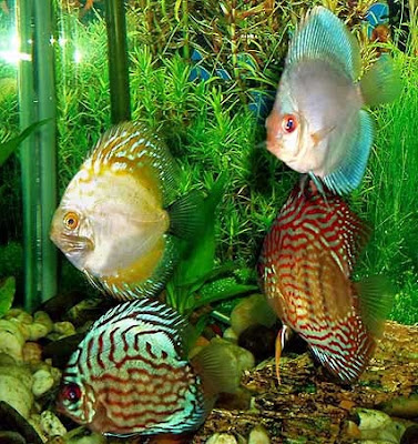 Discus Fish 