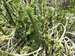 Euphorbia tithymaloides ssp. smallii