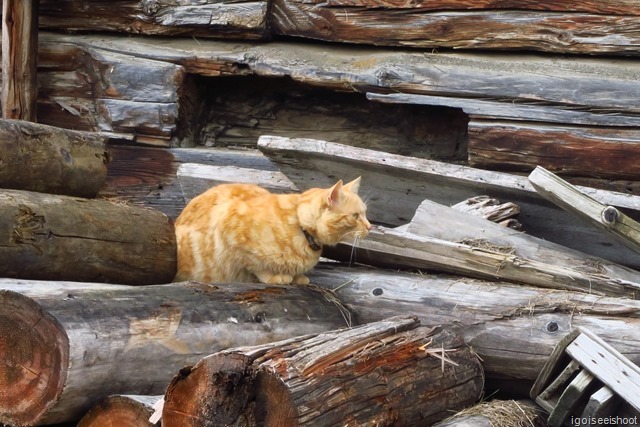 A Swiss cat transfixed by something in the distance.