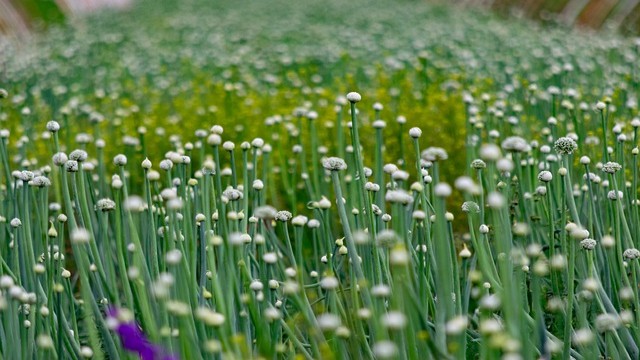 Harvesting of an Onion plant
