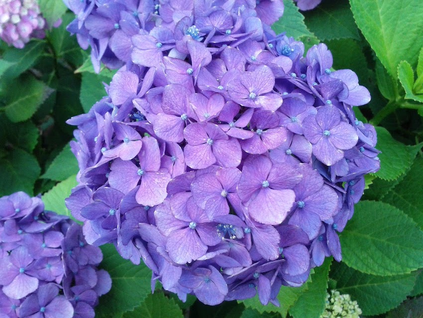 紫陽花 / アジサイ