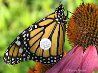 Monarch male with tag XPM 250 on Purple coneflower - © Denise Motard