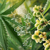 Descubra a planta brasileira que produz canabidiol sem THC e pode revolucionar o uso medicinal do CBD. Leia o texto completo e saiba mais sobre essa novidade!