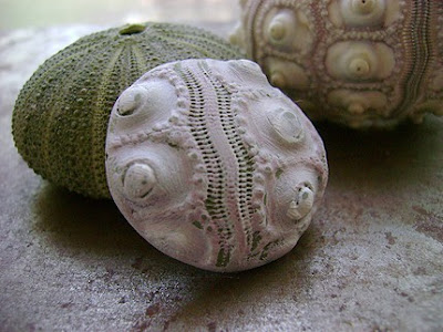 polymer clay sea urchin beads