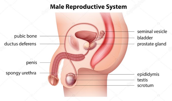 Human Male Reproductive System / CLASS 10 AND 12 NCERT