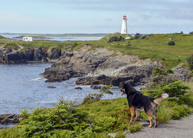 A dog looks out at the sea and a lighthouse in Nova Scotia