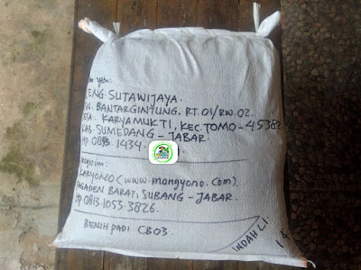 Benih Padi yang dibeli    ACENG SUTAWIJAYA Sumedang, Jabar.    (Setelah packing karung).