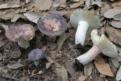 Russula amoenicolor