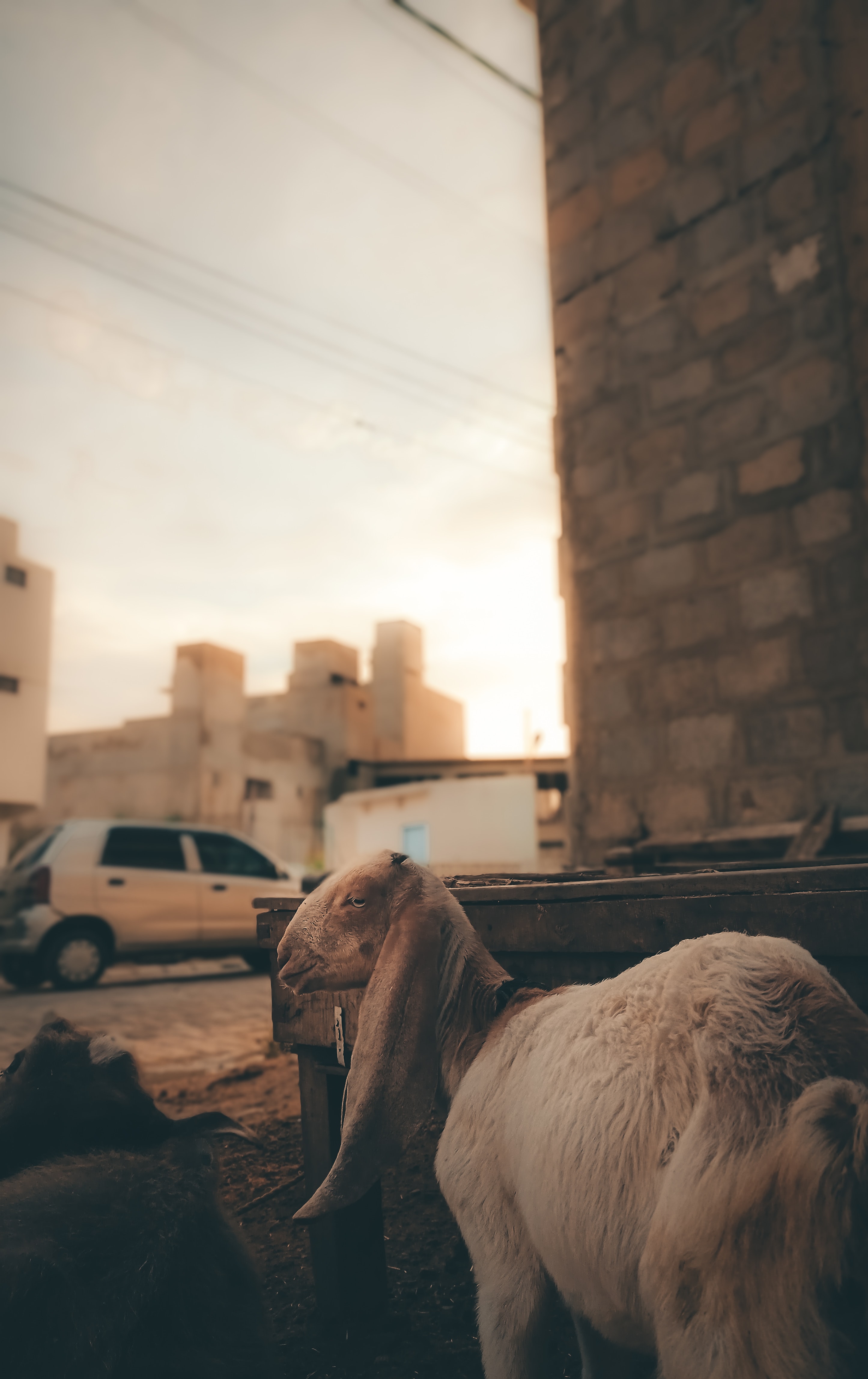 Why do people living in villages in Pakistan rear goats? How profitable is the goat business?