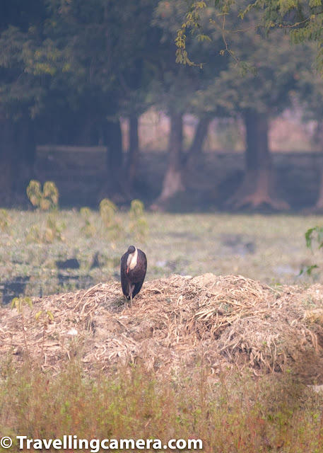 It was towards the end of our trip that we came across our old friend, the Woolly-necked Stork. The last time we had seen it was in Bharatpur, where we had seen at a distance. The bird looked quite comfortable in its solitude and I was kind of fascinated by its black wings that looked like a tux and its thick neck that looks quite woolly from the distance. Our birder friend used the beautiful analogy of a muffler to describe its neck. Those were just the words I was looking for. 