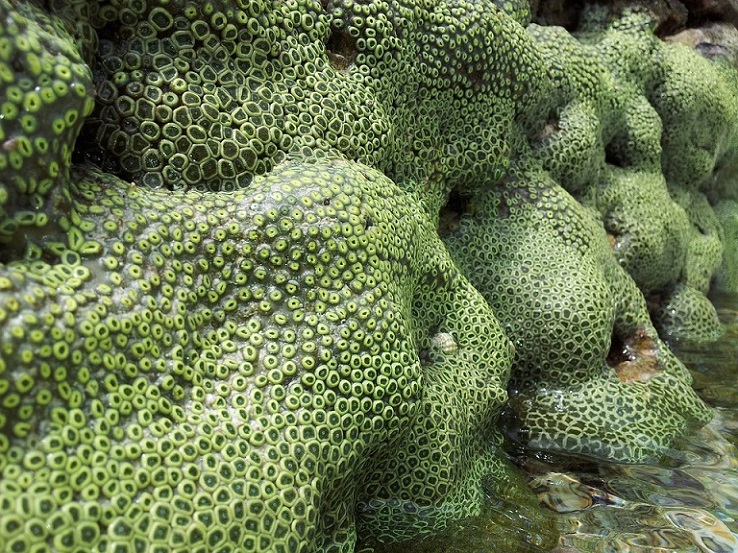 Ternyata, Batu Karang Terbentuk dari Jutaan Bintang Laut