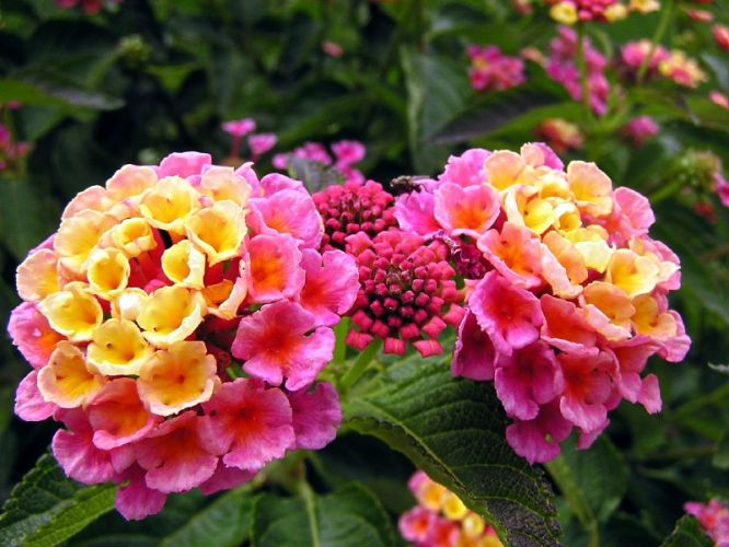 lantana flower trivia lantana flower is also called baho baho lantana ...