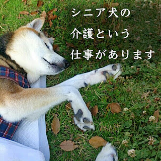 犬の介護という仕事があります