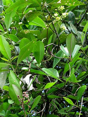 Kalak Kambing (Finlaysonia obovata) Flowers