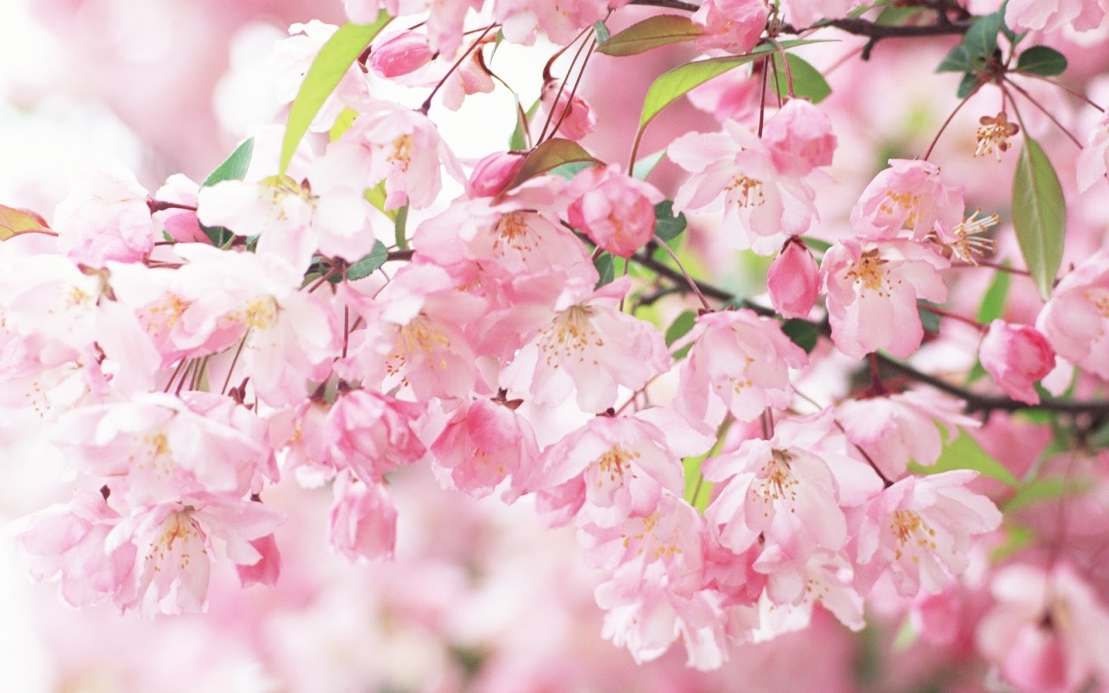 Beautiful Flower Wallpapers For You Japanese Cherry 