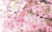 Terpopuler 32+ Japanese Sakura Flower