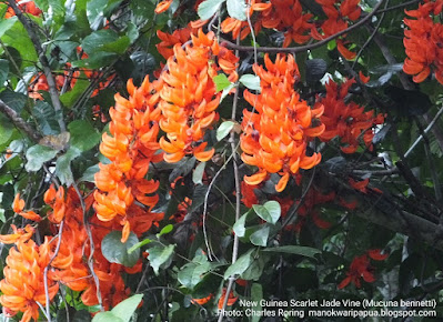 Scarlet Jade Vine