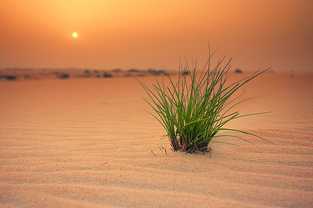 white sands