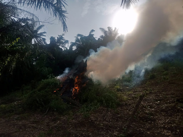 NDLEA destroys cannabis plantation worth over N1.5billion