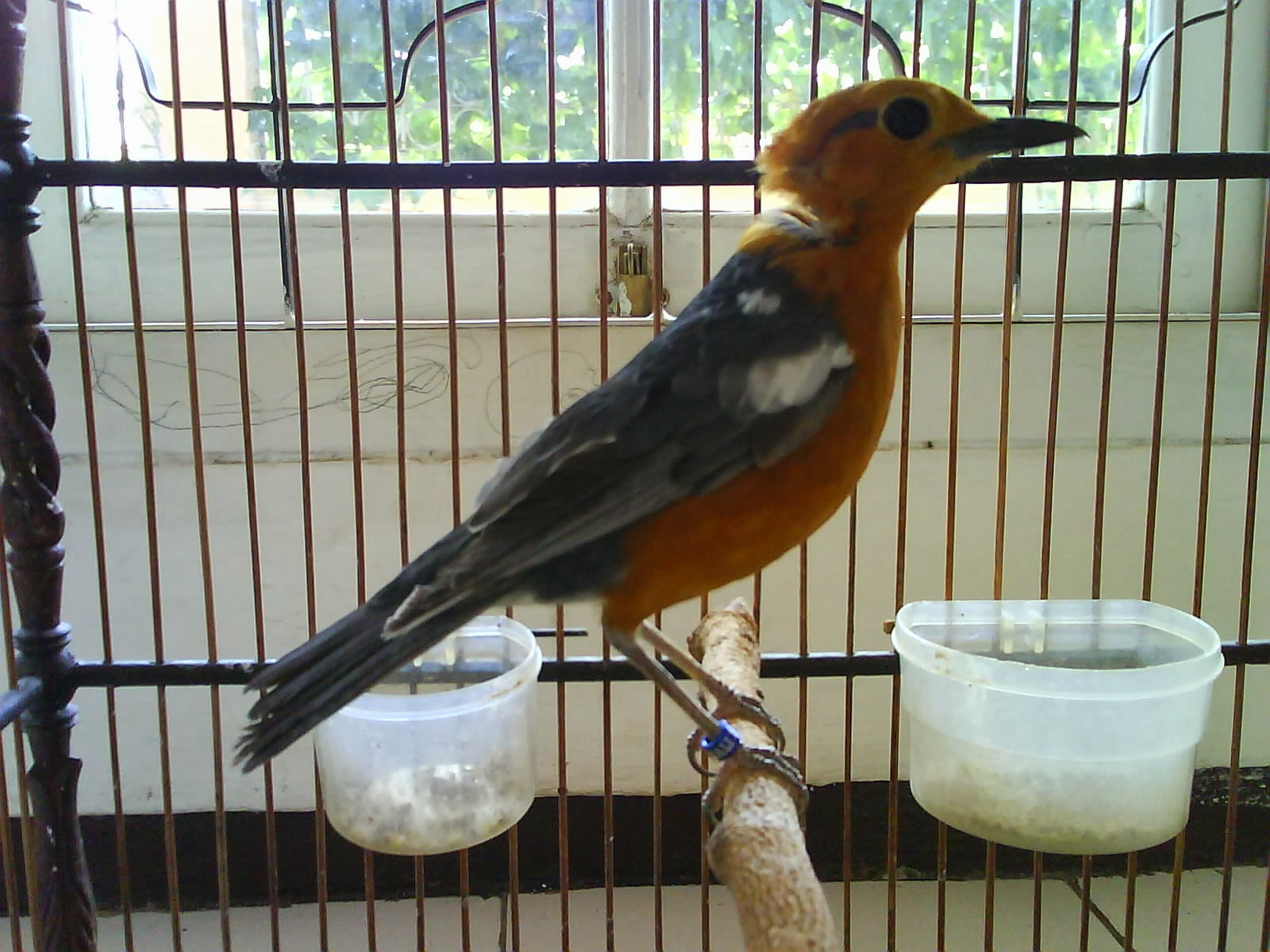 BURUNG ANIS: KOLEKSI GAMBAR BURUNG ANIS 3