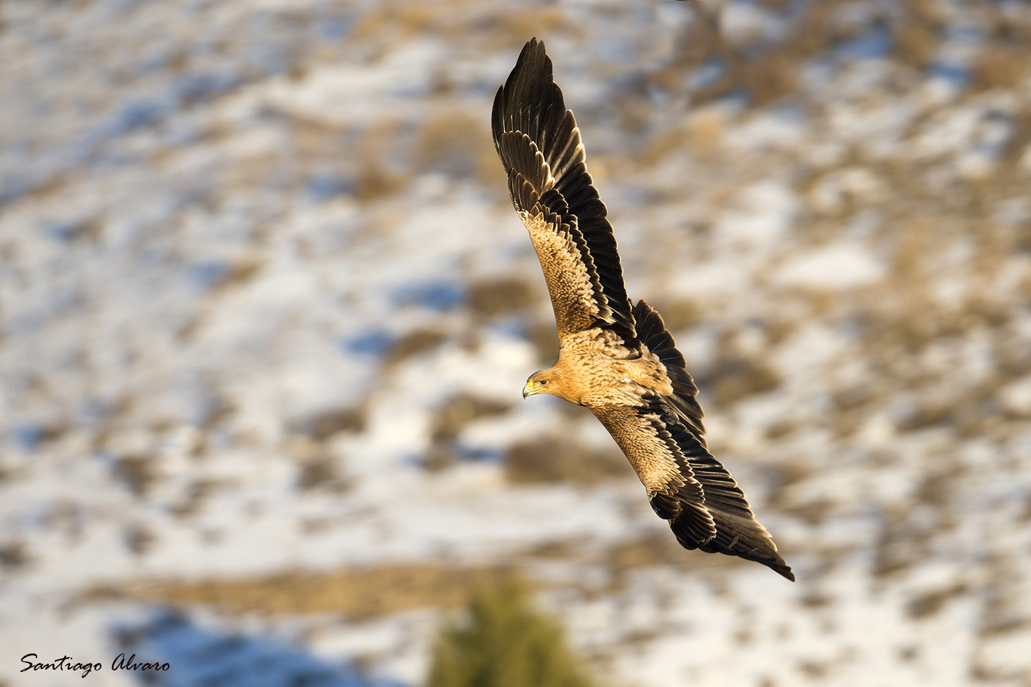 Águila imperial en vuelo