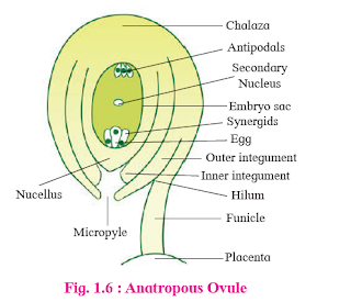 Structure of Anatropous Ovule