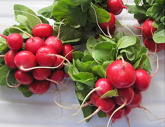 Radishes