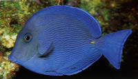 Blue Tang