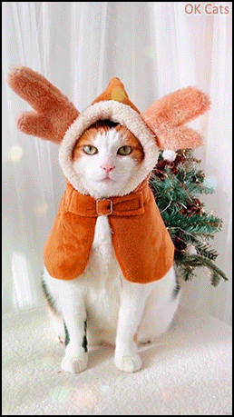 Christmas Cat GIF • Cute reindeer cat is ready to deliver Xmas presents  with Santa paws [ok-cats.com]