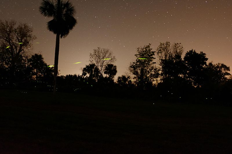 2,000 Firefly Species Are Facing Extinction, According To Scientists