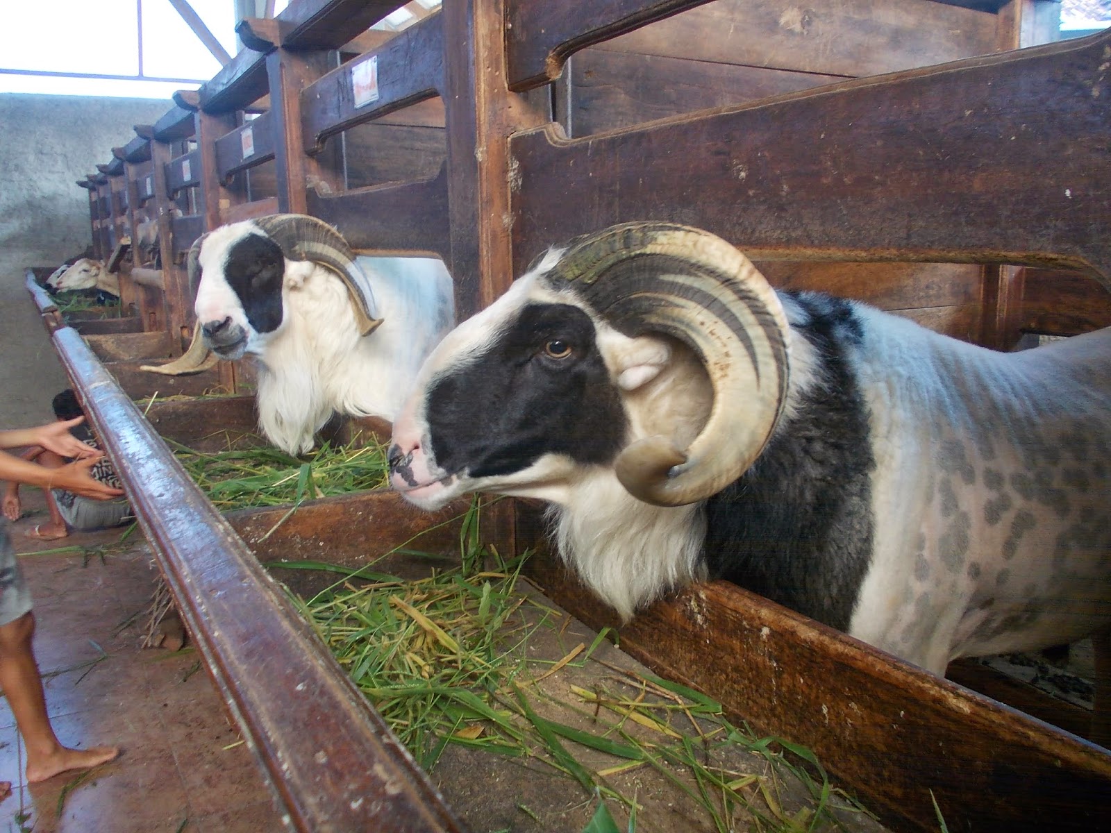 Batara Fram Domba Kambing Qurban Dan Aqiqah Supllier Hewan Sapi