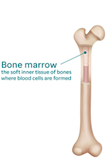 Bone marrow Organs of Immune System Learn Biotechnology with DeepaliTalk