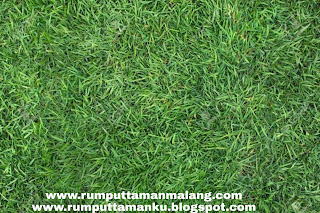 Harga jual rumput jepang www.rumputtamanku.blogspot.com