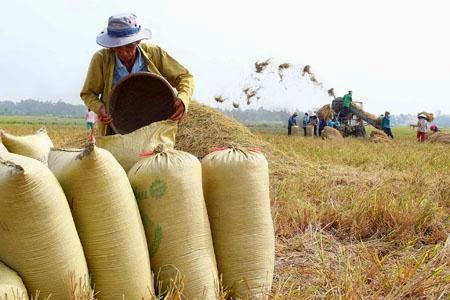 Sản xuất nông nghiệp kéo năng suất lao động của Việt Nam xuống mức thấp 