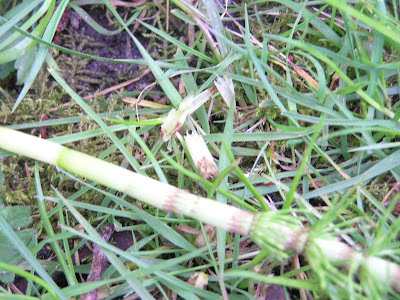 horsetail edible weeds