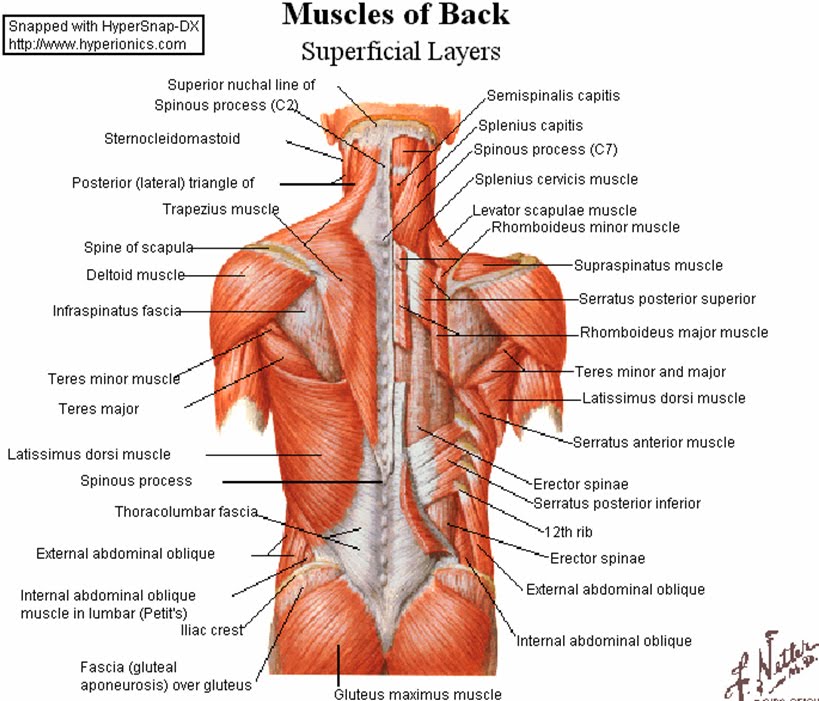 women heart attack pain. women heart attack pain.