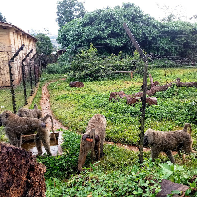 The olive monkey, Weekend Tourism | Visit to the Mvog-Betsi Zoo Yaoundé