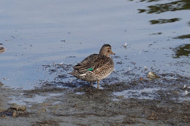 鳥取県米子市西町 湊山公園 清洞寺跡の池のマガモ