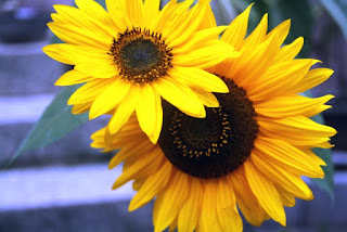 Gambar Bunga Matahari Paling Indah 200018_Sunflower