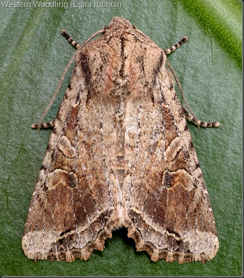 Egira rubrica 1K
