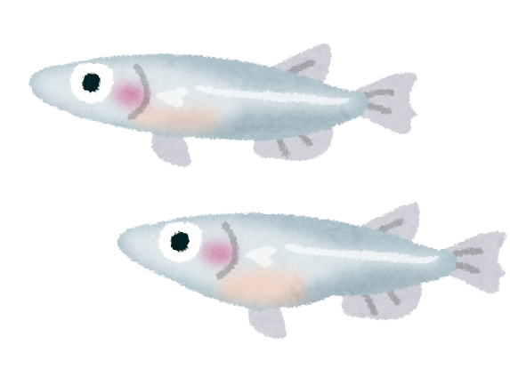 めだかのイラスト かわいいフリー素材集 いらすとや めだかのイラスト かわいいフリー素材集 いらすとや
