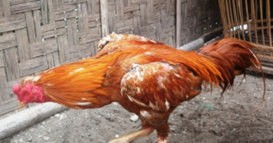 Gambar Ayam Bangkok Warna Merah  Gambar Foto Ayam Bangkok 