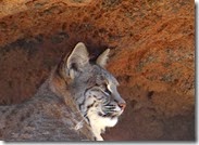 AZ Sanora Desert Museum 050