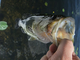 largemouth bass, caught on a lake in michigan, long lake