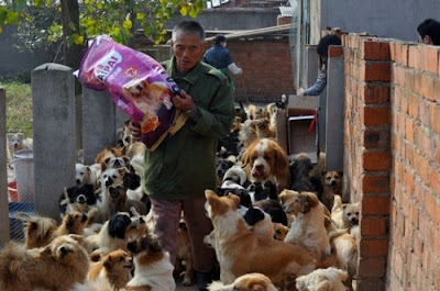 blogger--iseng.blogspot.com - Waw,, Wanita Ini Memelihara 1500 Anjing Dan 300 Kucing