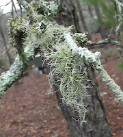 lichen thread